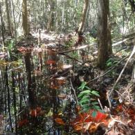 sebangau peatland