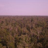 Tropical Peatland 