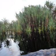 Sebangau River2