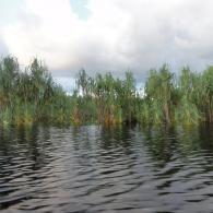 Sebangau River5