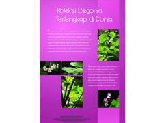brosurBegonia_ind