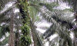 Arti Penting Keterlacakan dan Posisi Smallholder Pasca Adopsi Delegated Act RED II oleh Komisi Uni Eropa 